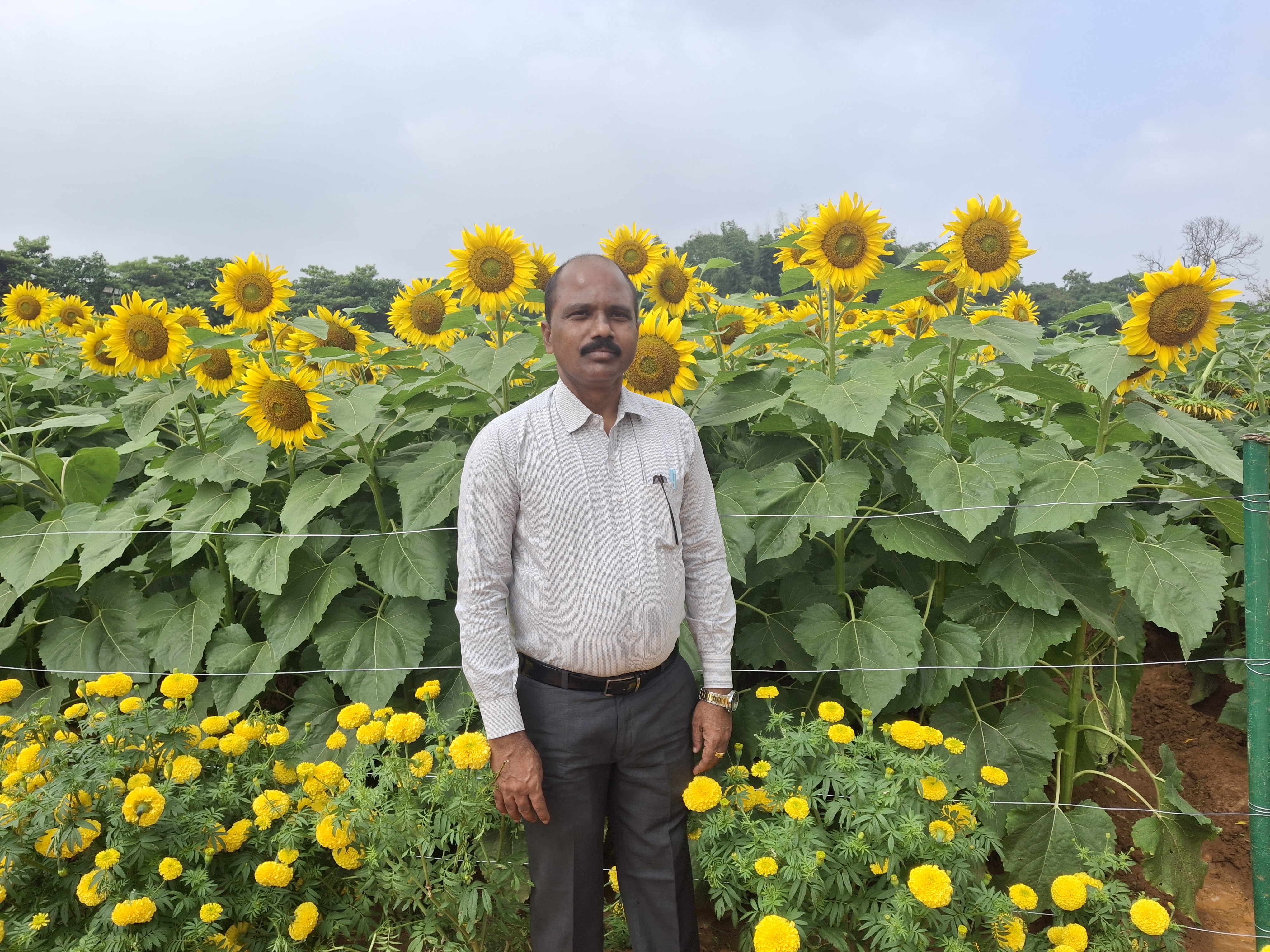 Dr. Boraiah B at RIOF organic research block, GKVK Campus